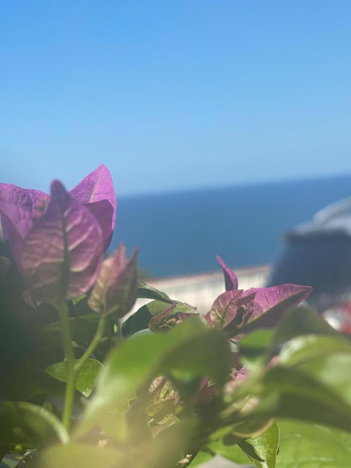 Sunderville Superior ペスキチ エクステリア 写真